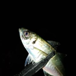 フロートゲーム～