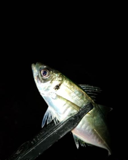 フロートゲーム～