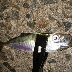 数は釣れましたが。