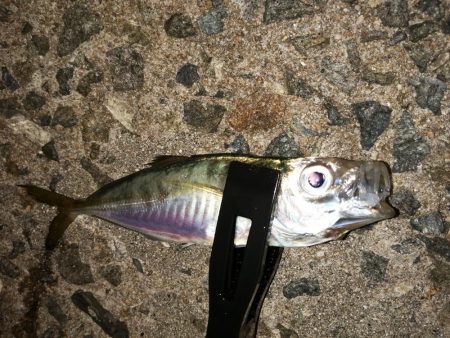 数は釣れましたが。