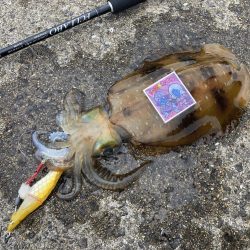 A.P.Pフィッシングガイドサービス　デストロイモードでアオリイカをRIDEON！となる