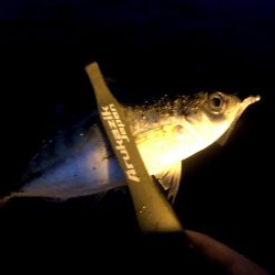 早朝アジングin大阪舞洲