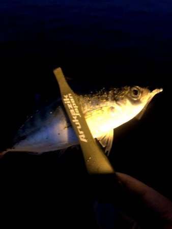 早朝アジングin大阪舞洲