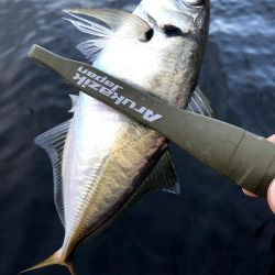 サイズが少し上がった舞洲のアジ