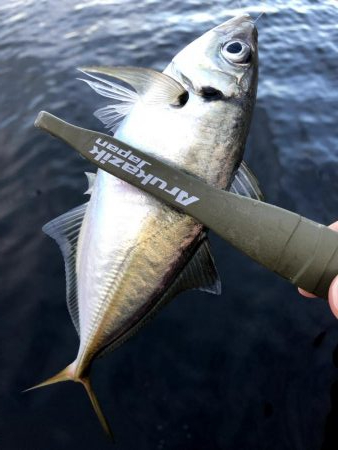 サイズが少し上がった舞洲のアジ