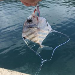 A.P.Pフィッシングガイドサービス　メタルトスでカマス