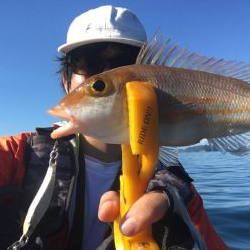 長崎　上五島　A.P.Pフィッシングガイドサービス　サバのナブラ発生