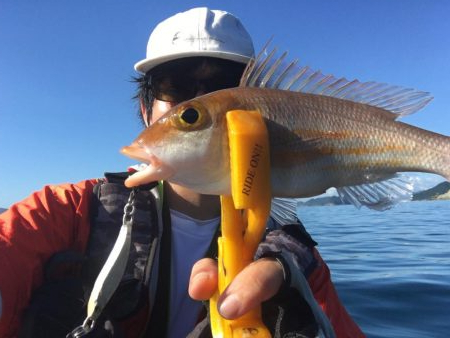 長崎　上五島　A.P.Pフィッシングガイドサービス　サバのナブラ発生