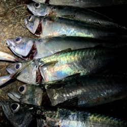 大サバ結構釣れました part2