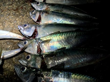 大サバ結構釣れました part2