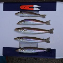 残暑のキス釣り　チャリコの大群