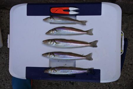 残暑のキス釣り　チャリコの大群