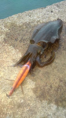 秋シーズンの始まりです。