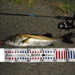 チニングの外道