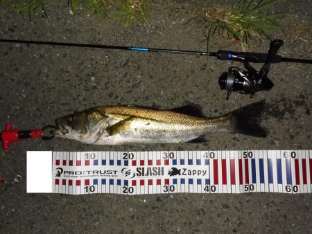 チニングの外道