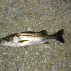 雨上がりのシーバス狙い