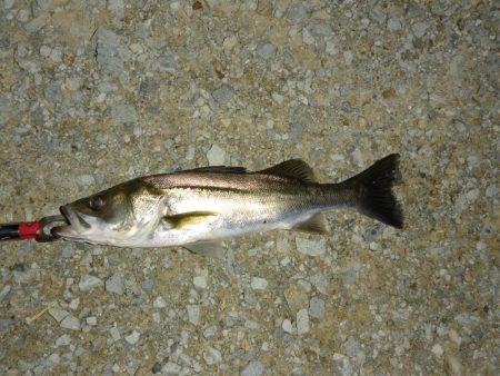 雨上がりのシーバス狙い