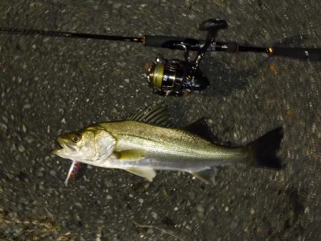 大雨後の増水狙いシーバス