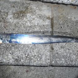 タチウオ　16時から31時まで釣行