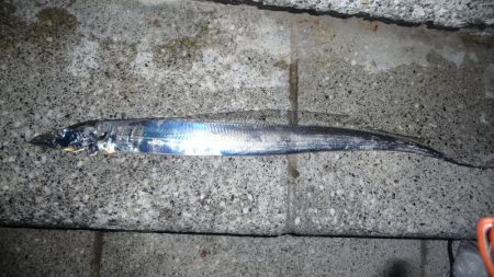 タチウオ　16時から31時まで釣行