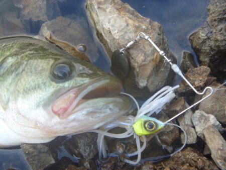 八月バス釣り