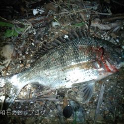 グレチヌ合わせて9目釣り！