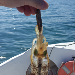 アオリイカ新子調査