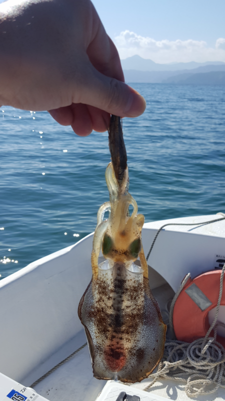 アオリイカ新子調査