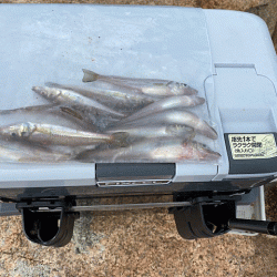 姫路でキス釣り激渋