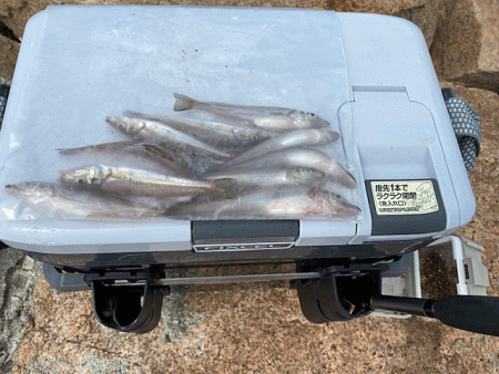 姫路でキス釣り激渋