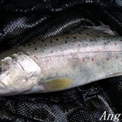 禁漁期前にプチラッシュ