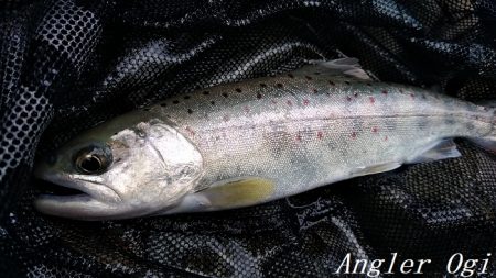 禁漁期前にプチラッシュ