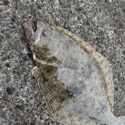 ヒラメが釣れちゃった