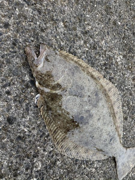 ヒラメが釣れちゃった
