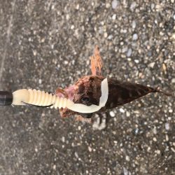 大雨の後で海は濁ってたけれど