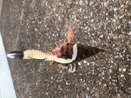 大雨の後で海は濁ってたけれど