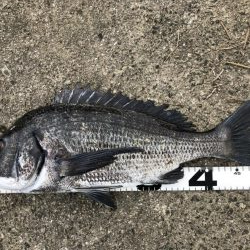 イチノ兄弟、釣果!