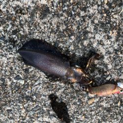 新子アオリイカ調査③