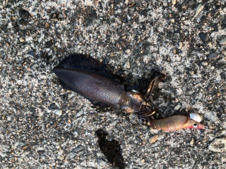 新子アオリイカ調査③