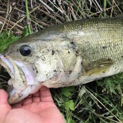 旧吉野川BIGバス