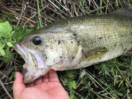 旧吉野川BIGバス