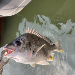 真昼間の岸ジギ