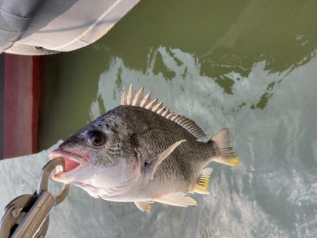 真昼間の岸ジギ