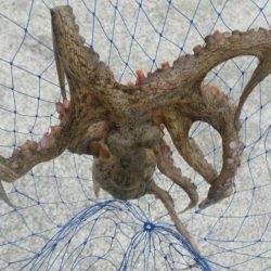 くろねこ流 紀州釣りに挑戦！！