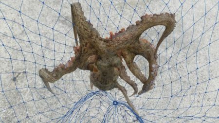 くろねこ流 紀州釣りに挑戦！！