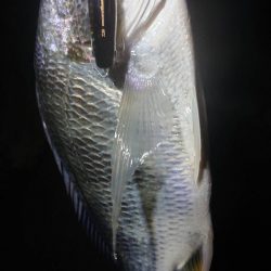 シーバス厳しくキビレ優しい