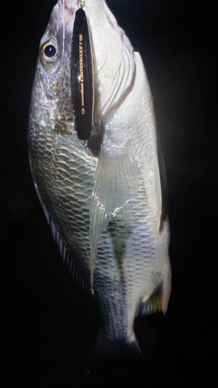 シーバス厳しくキビレ優しい