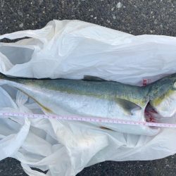 ショアジギングで青物