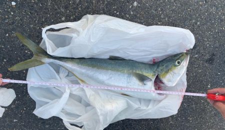 ショアジギングで青物