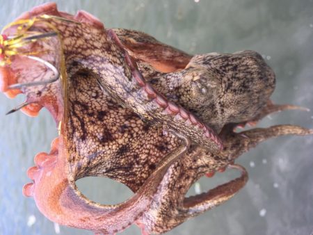 タコフィネス　南港での無ロスト３９杯で潰え…